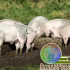 Harina de follajes tropicales como recursos alternativos en dietas para cerdos