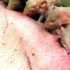 La producción porcina extensiva mejora la calidad de los cerdos y su rendimiento