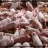 China enfrenta la caída de los precios junto con el sacrificio de animales.