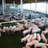 Por primera vez en la historia Argentina exporta media res de cerdo a Rusia