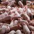 Sorprende la demanda de carne fresca del cerdo ibérico
