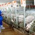 Los porcicultores garantizan 8.000 toneladas de carne de cerdo para abastecer la demanda interna.