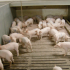 ¿Cómo medir los objetivos del bienestar porcino?