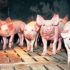 Medidas prácticas de conservación para la carne de cerdo