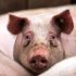 Se establecen normas básicas de ordenación de las explotaciones porcinas intensivas