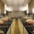 Manual operativo para el adecuado manejo y transporte del ganado porcino (última parte)