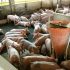 Bienestar animal en porcicultura: demanda social x valor añadido
