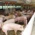 Brasil supera un 8,6% los ingresos por exportación de carne de cerdo