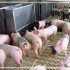Cómo manejar el efecto del estrés térmico en porcinos