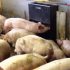La producción porcina extensiva mejora la calidad de los cerdos y su rendimiento