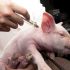 Cierran granjas de cerdos por contaminación ambiental