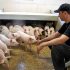 Rumania volverá a exportar cerdos tras 13 años de prohibición