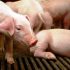 Investigan enfermedades en porcinos de la agricultura familiar