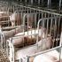 La imagen pública: Una parte vital en la industria porcina