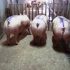 Argentina permitirá el ingreso de carne porcina desde Canadá