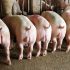 Costos en la producción porcina de acuerdo con la productividad