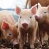 Chile puede ser declarado libre de peste porcina clásica