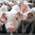 Argentina podrá exportar carne porcina a Cabo Verde