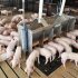 Se ponen en marcha tres laboratorios de inseminación artificial porcina