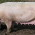 Raza Porcina: Cerdo Pietrain