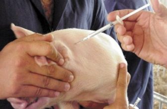 vacuna-oral-TSOL18-para-cerdos-contra-cisticercosis-Razas-Porcinas